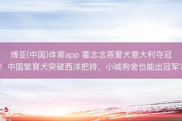 博亚(中国)体育app 霍念念燕爱犬意大利夺冠！中国繁育犬突破西洋把持，小城狗舍也能出冠军？